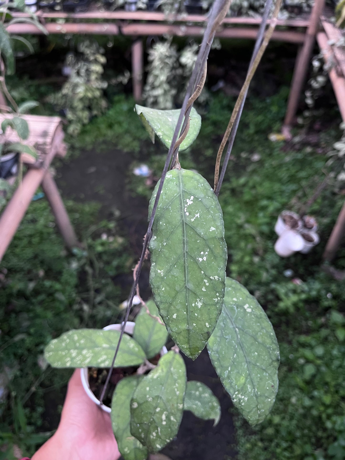 Hoya Sp Aceh Takengon