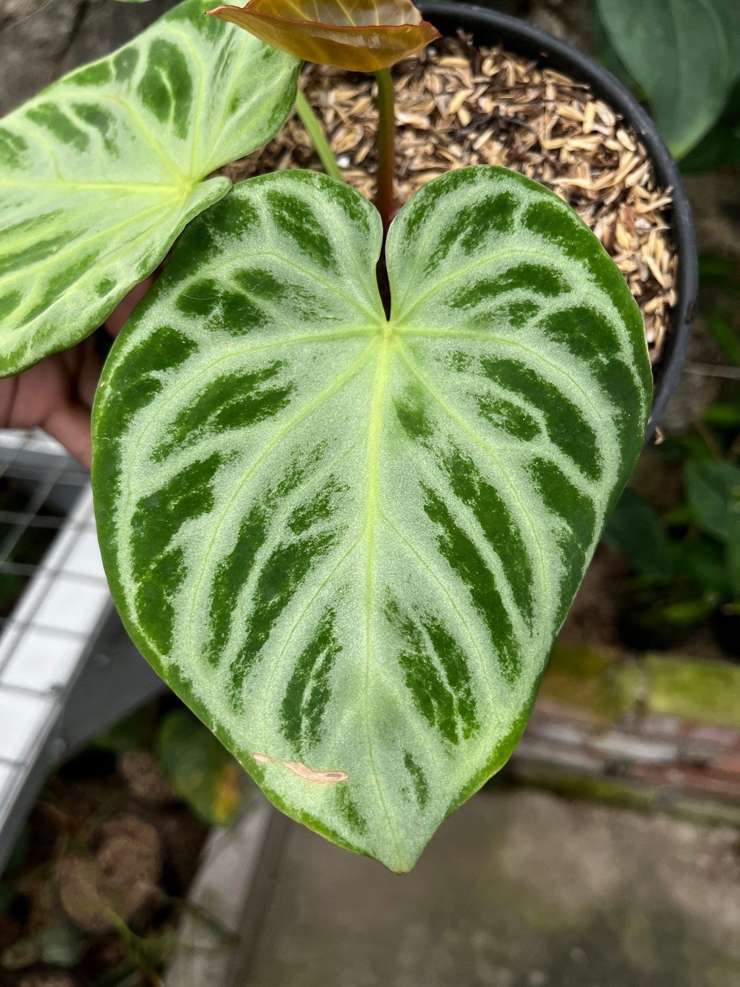 Anthurium Silver Blush