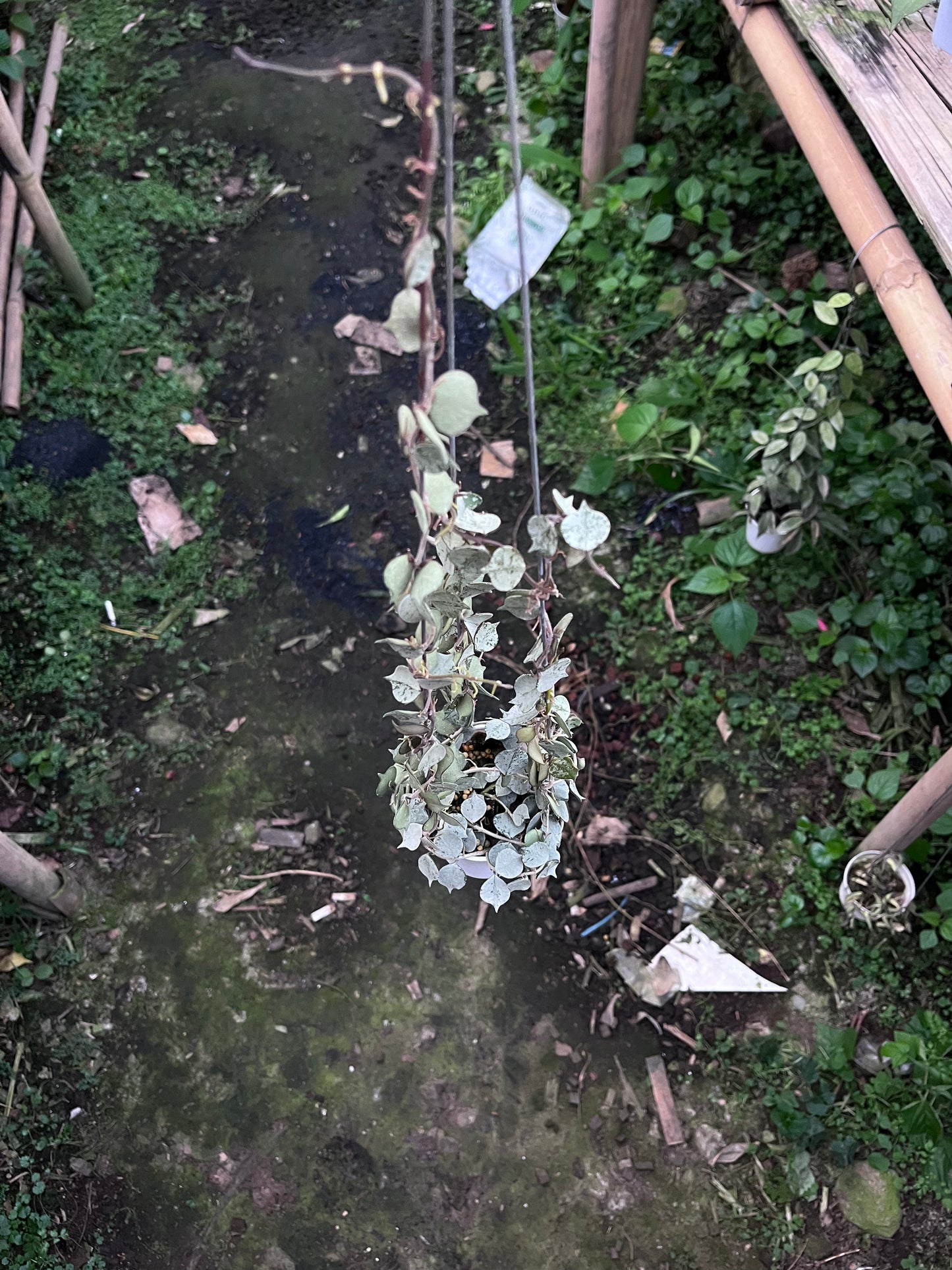 Hoya Curtisi Silver