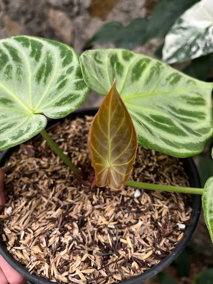 Anthurium Silver Blush
