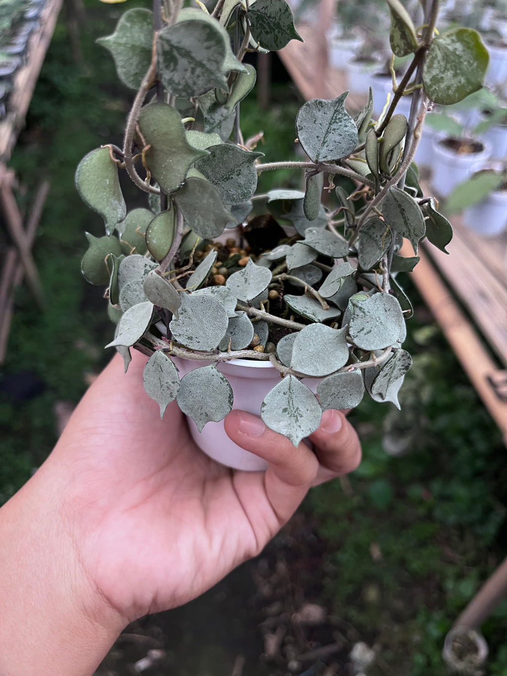 Hoya Curtisi Silver