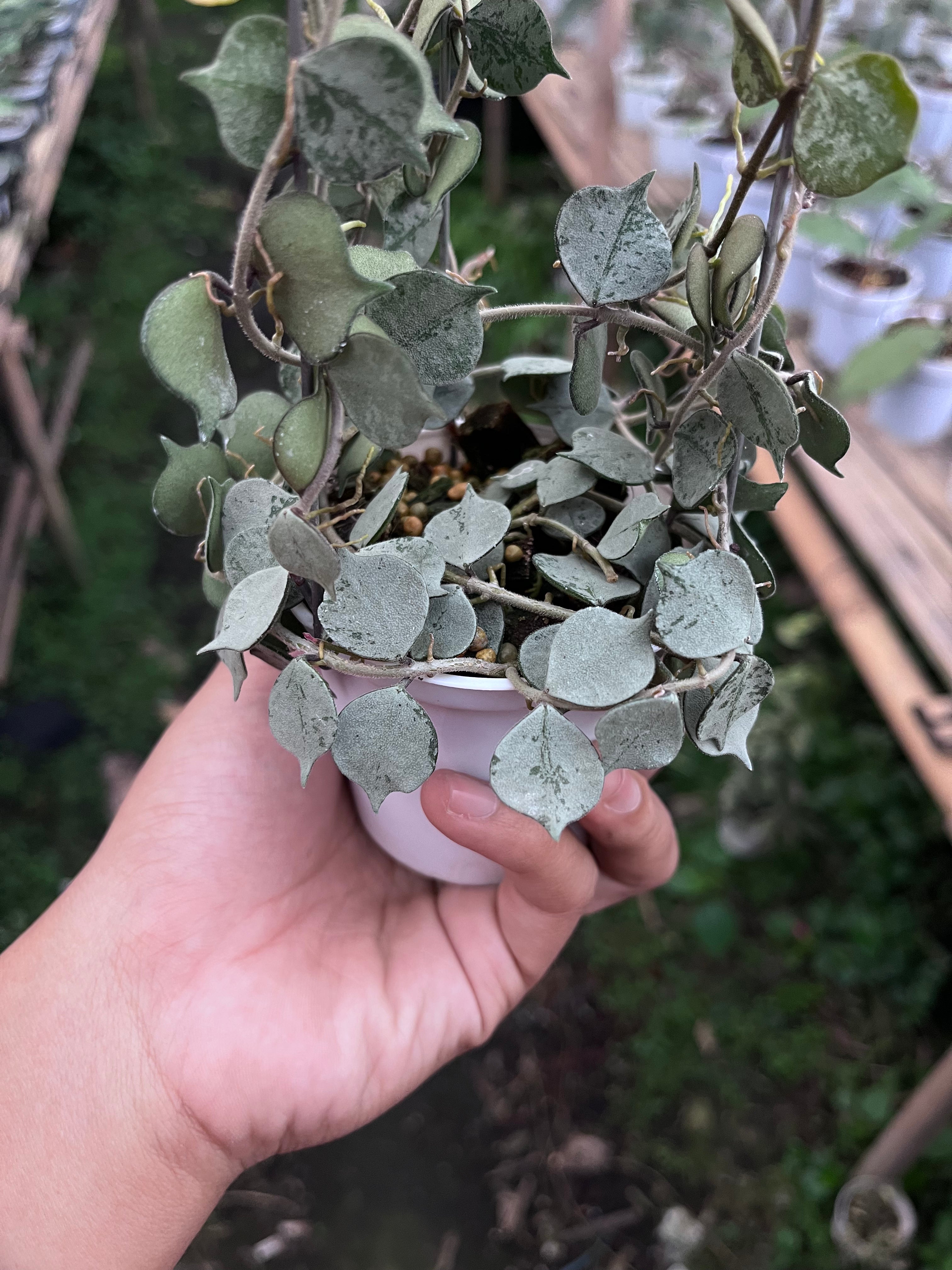 Hoya Curtisi Silver