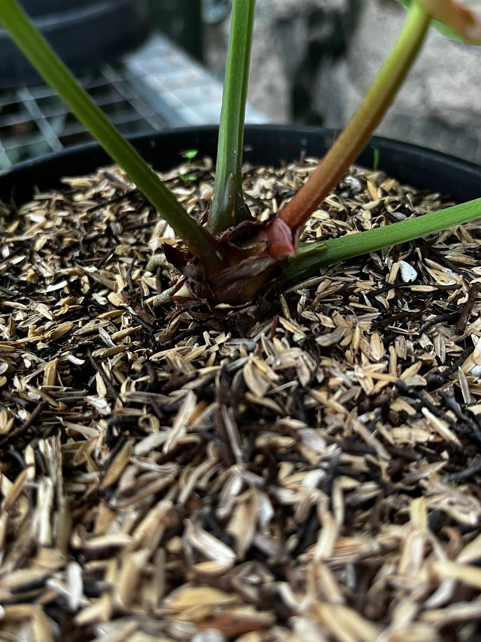 Anthurium Silver Blush