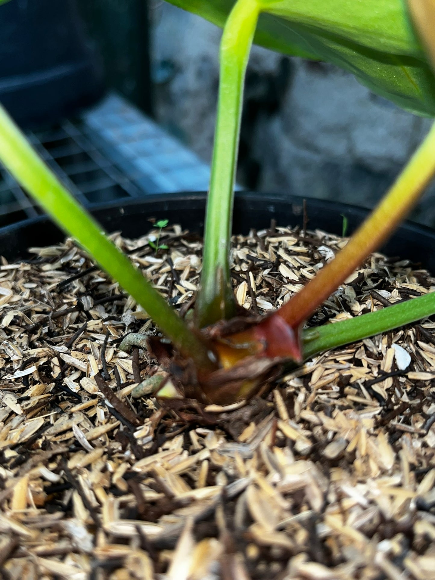 Anthurium Silver Blush