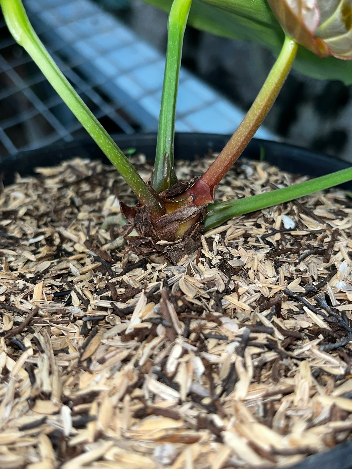 Anthurium Silver Blush