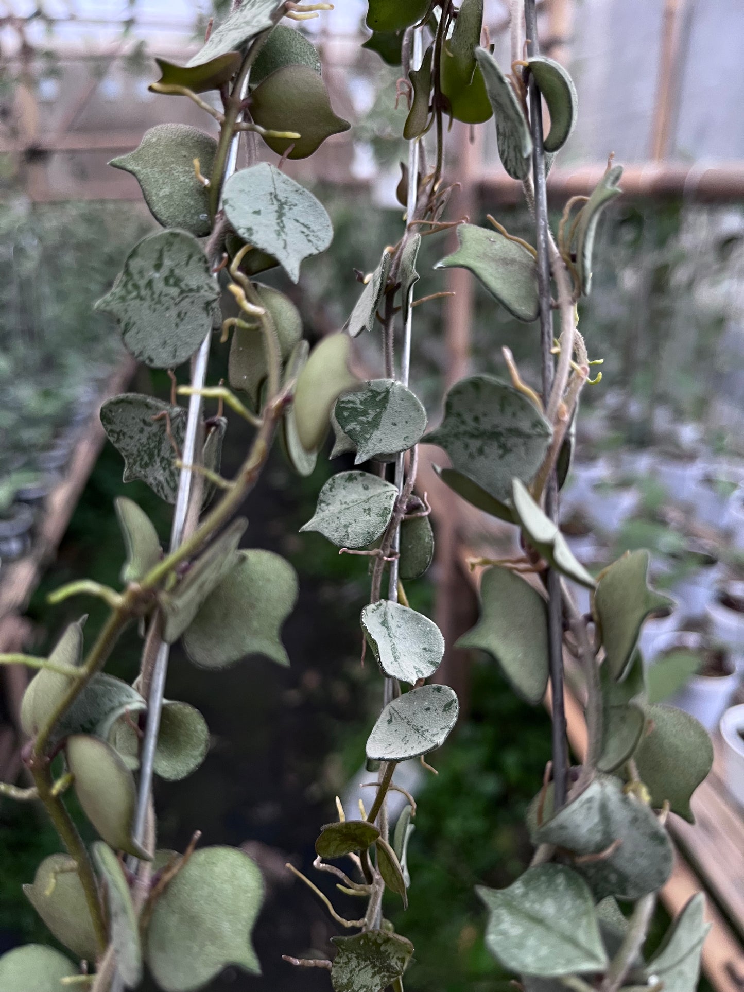 Hoya Curtisi Silver