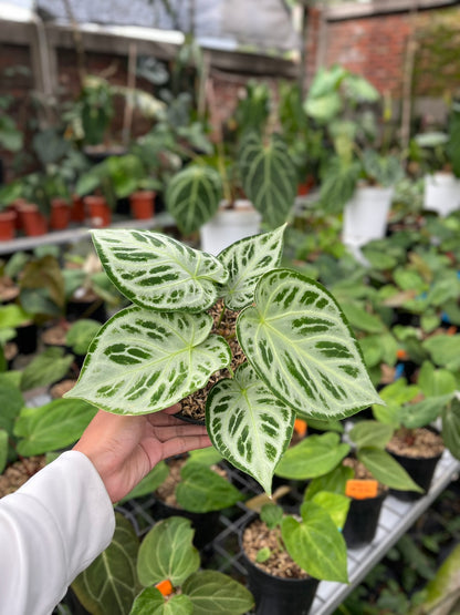 Anthurium Silver Tiger