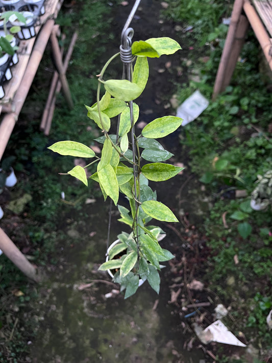 Hoya Lacunosa Gold Lunar