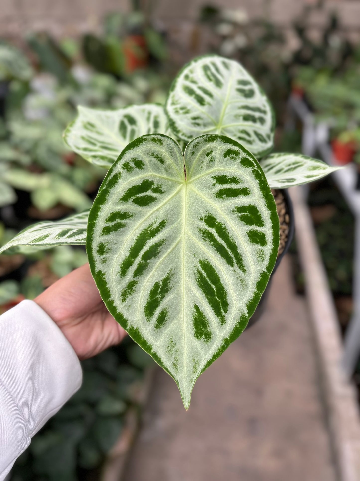 Anthurium Silver Tiger
