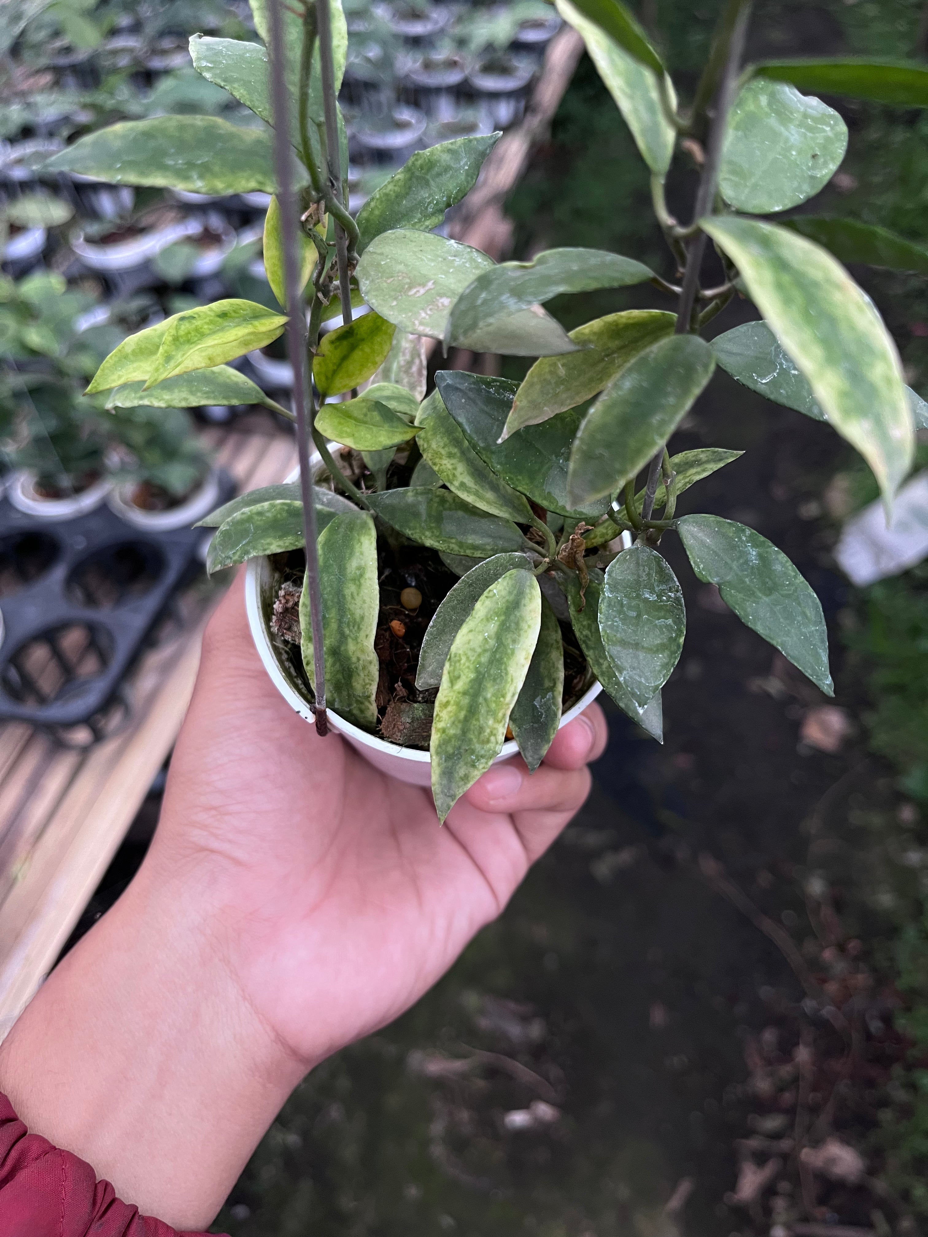 Hoya Lacunosa Gold Lunar