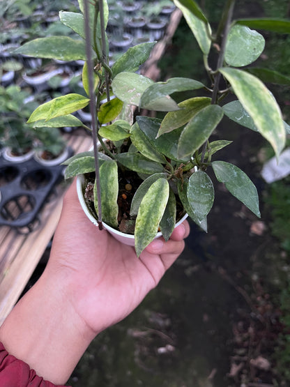 Hoya Lacunosa Gold Lunar