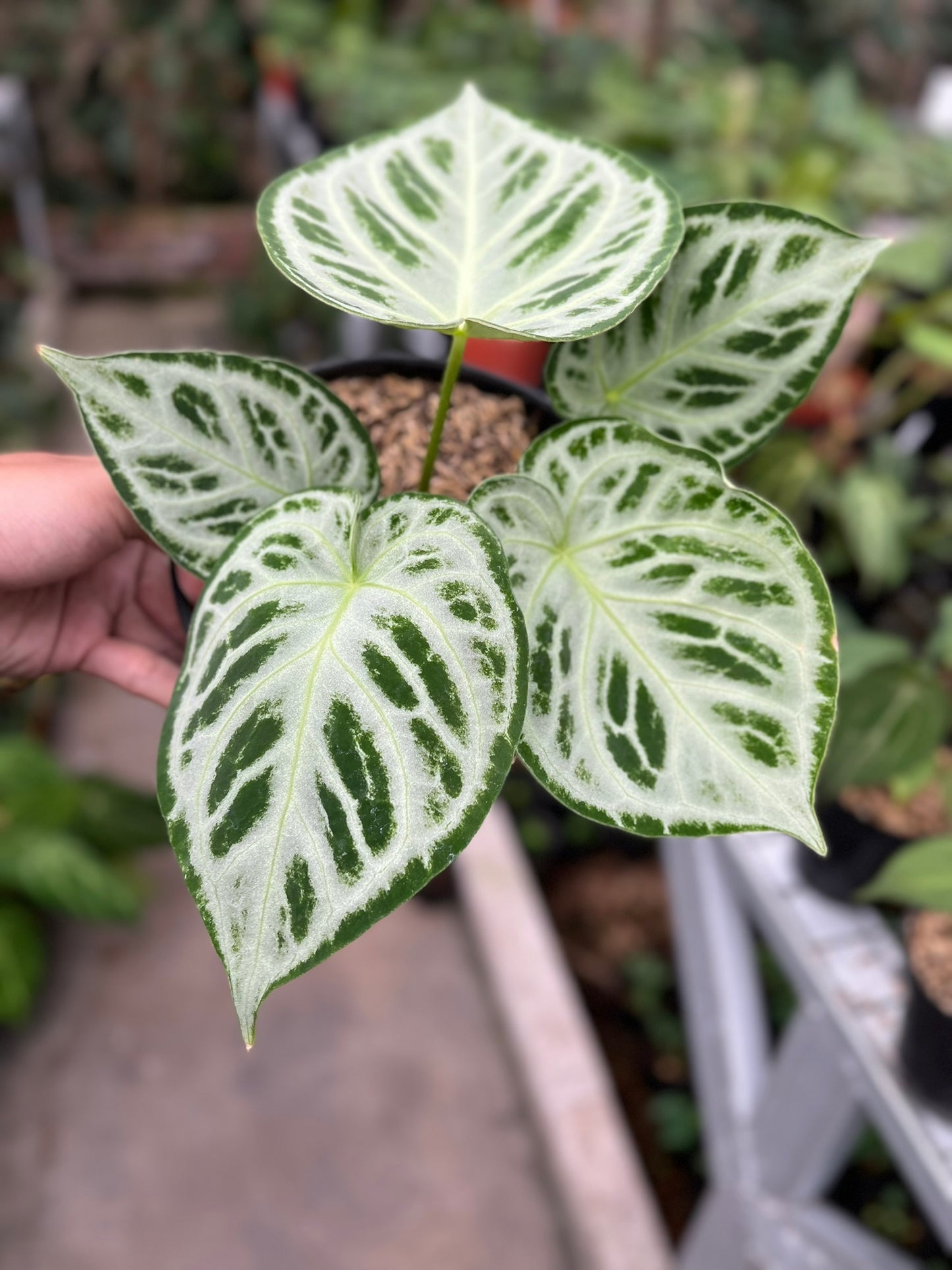 Anthurium Silver Tiger