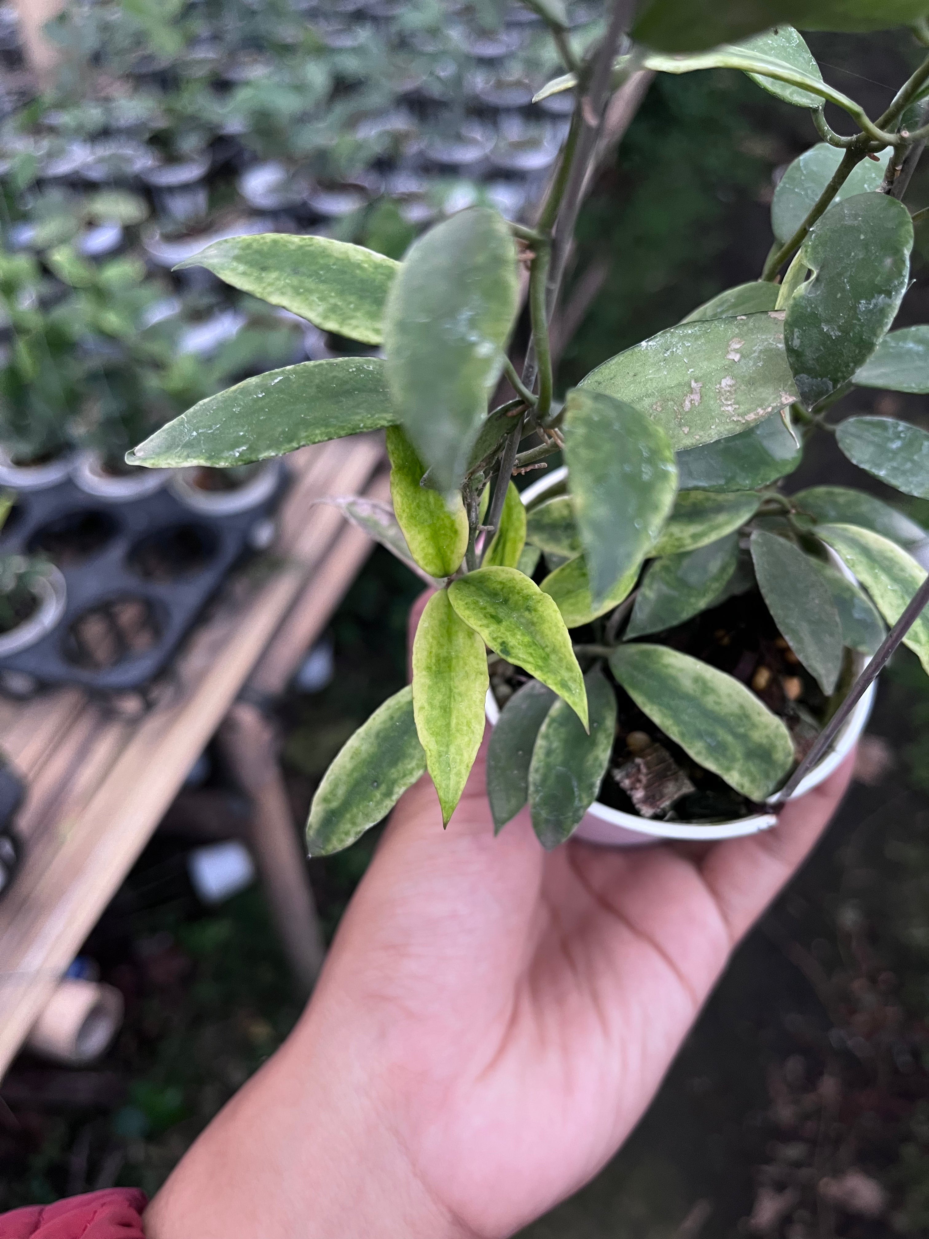 Hoya Lacunosa Gold Lunar
