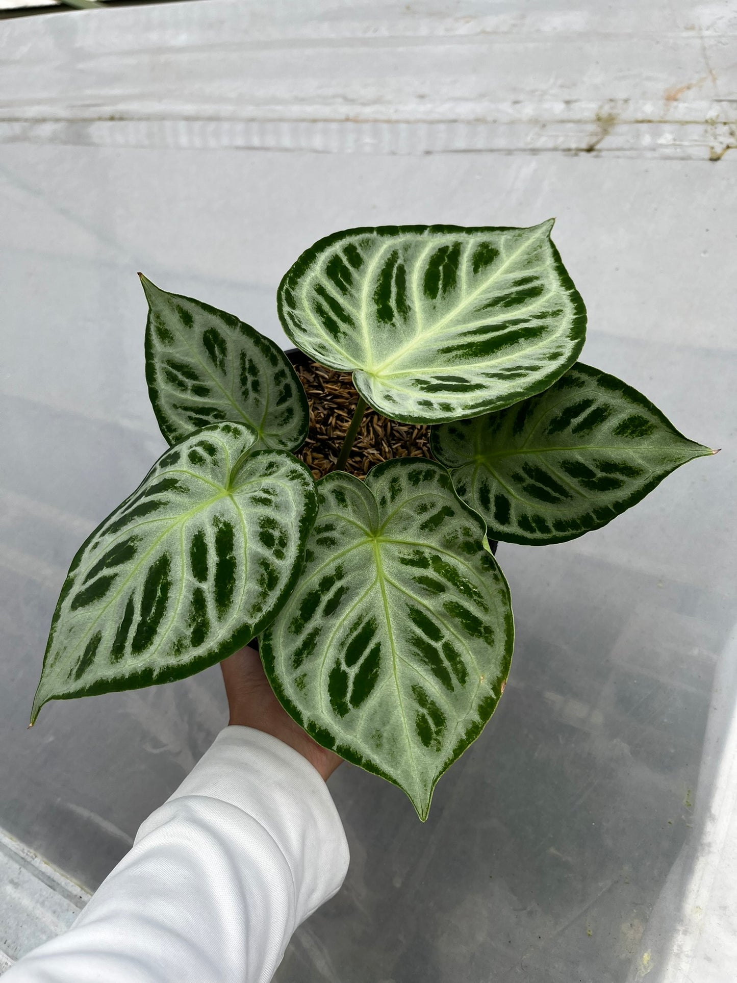 Anthurium Silver Tiger