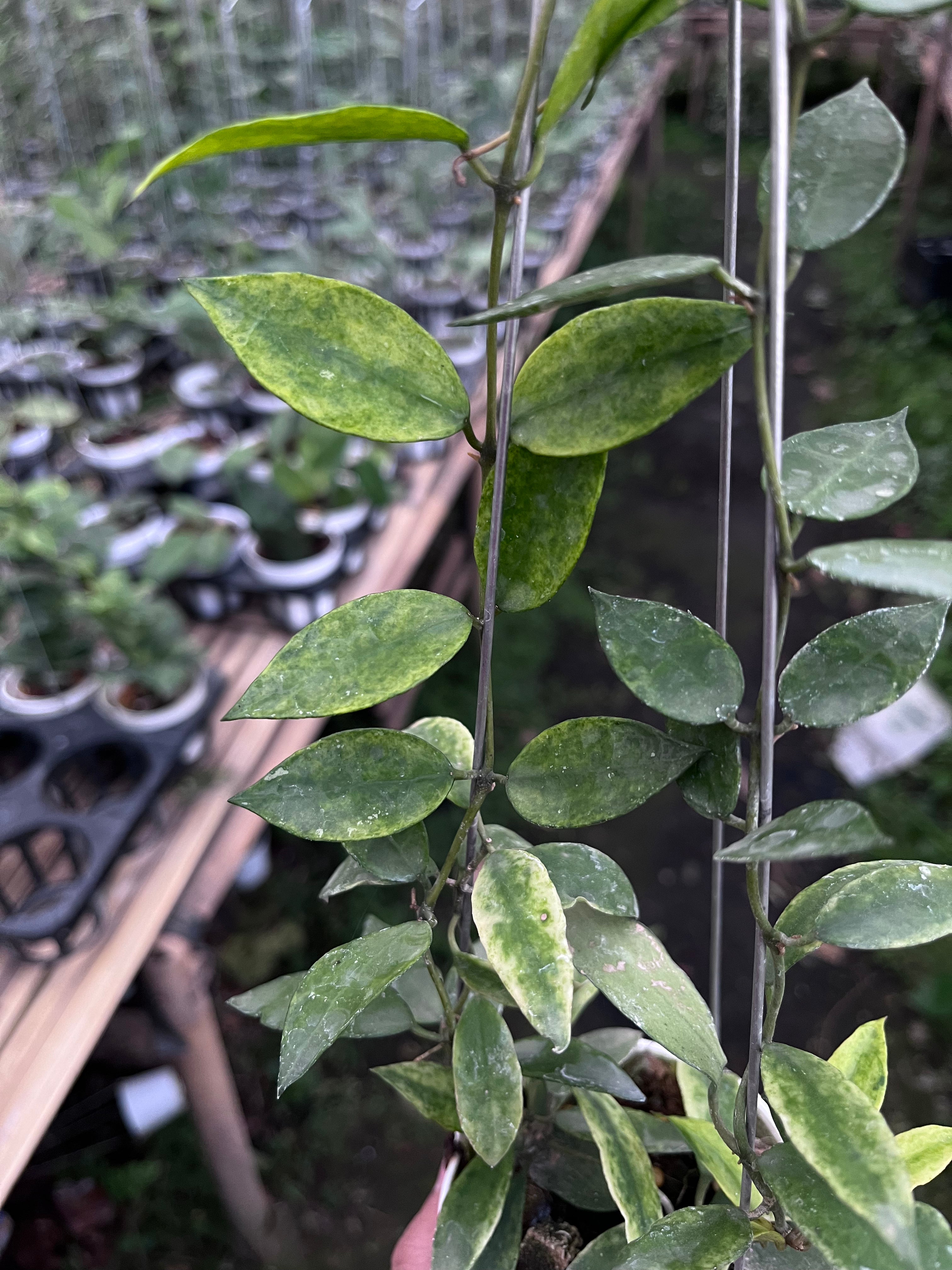 Hoya Lacunosa Gold Lunar