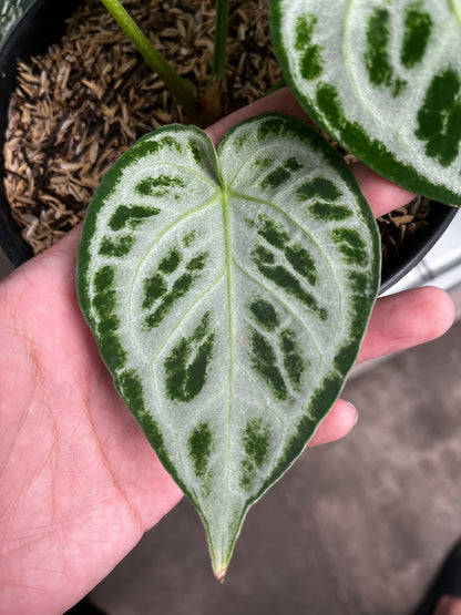 Anthurium Silver Tiger