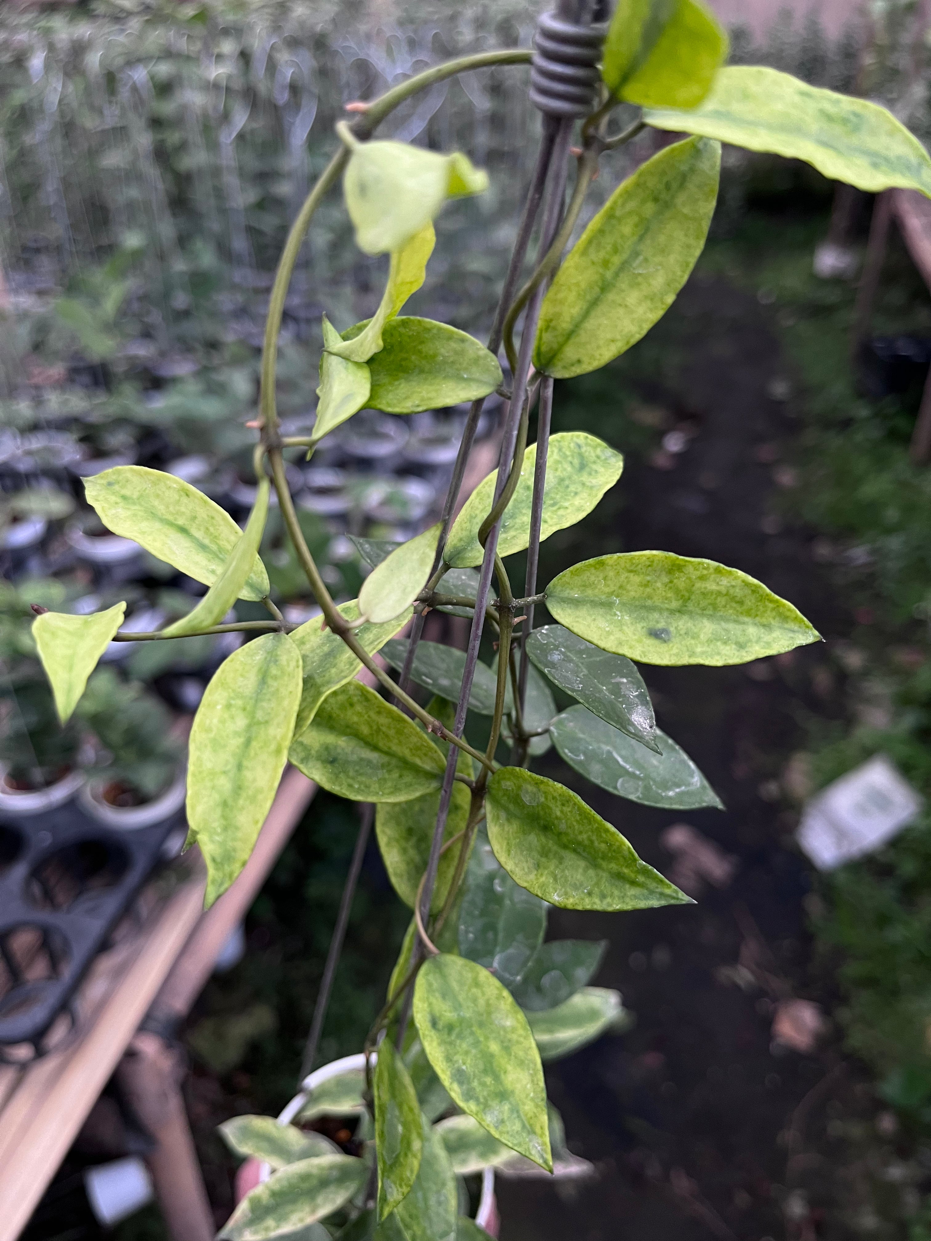 Hoya Lacunosa Gold Lunar