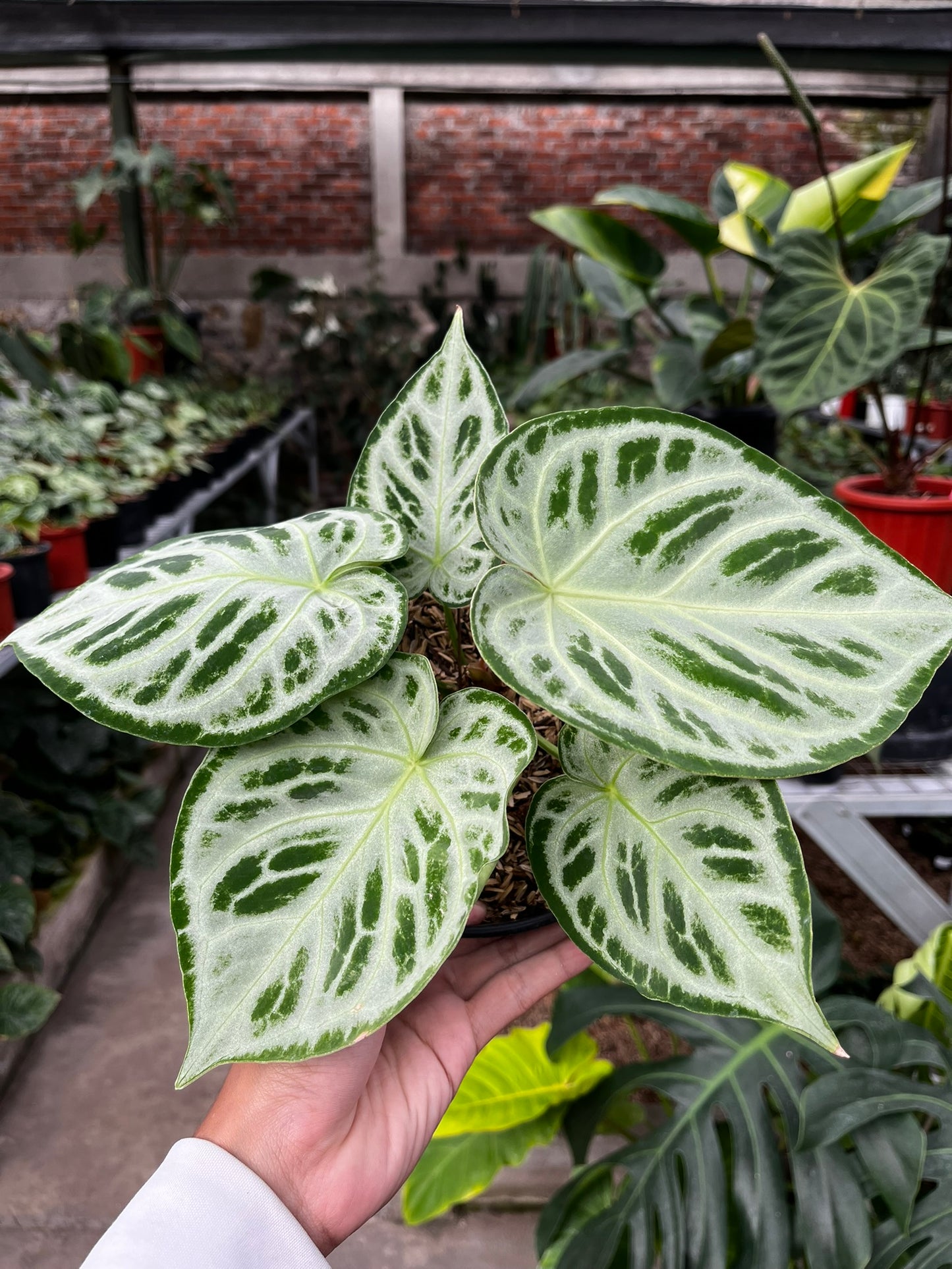 Anthurium Silver Tiger