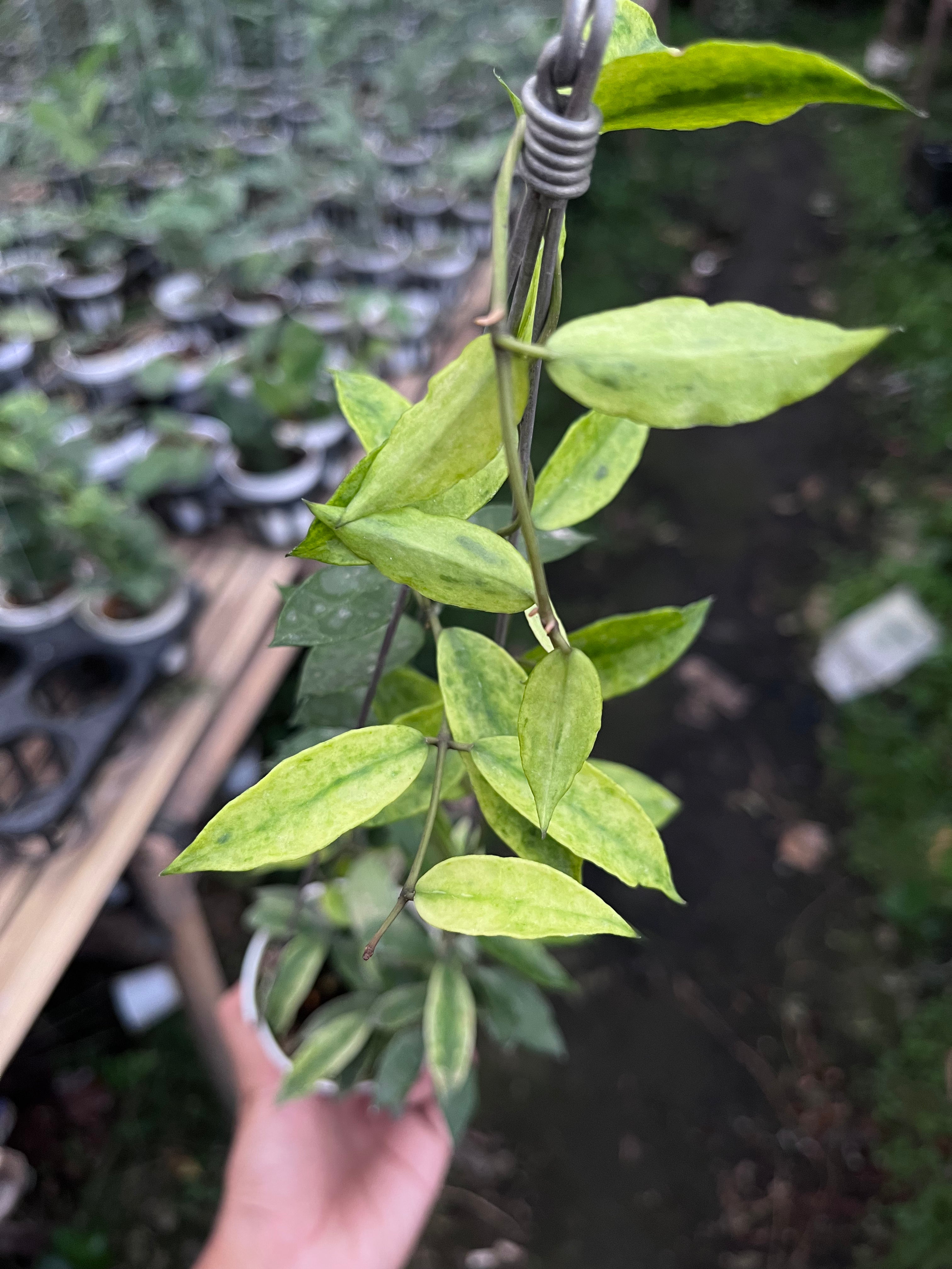 Hoya Lacunosa Gold Lunar