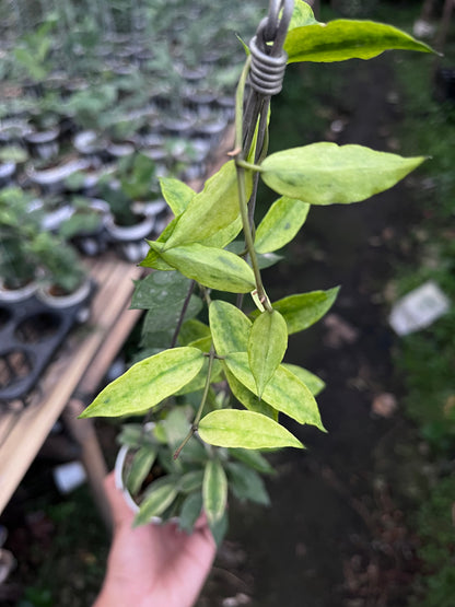 Hoya Lacunosa Gold Lunar
