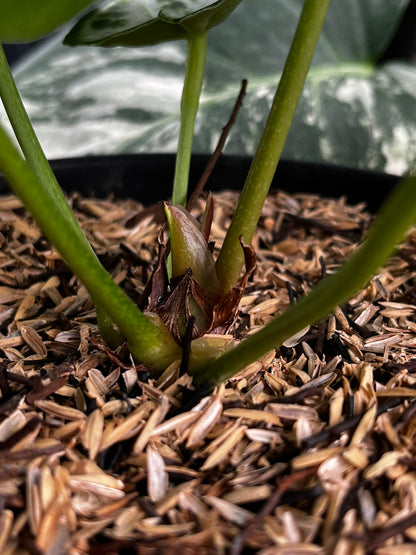 Anthurium Silver Tiger