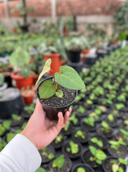 Anthurium Pink Lemonade