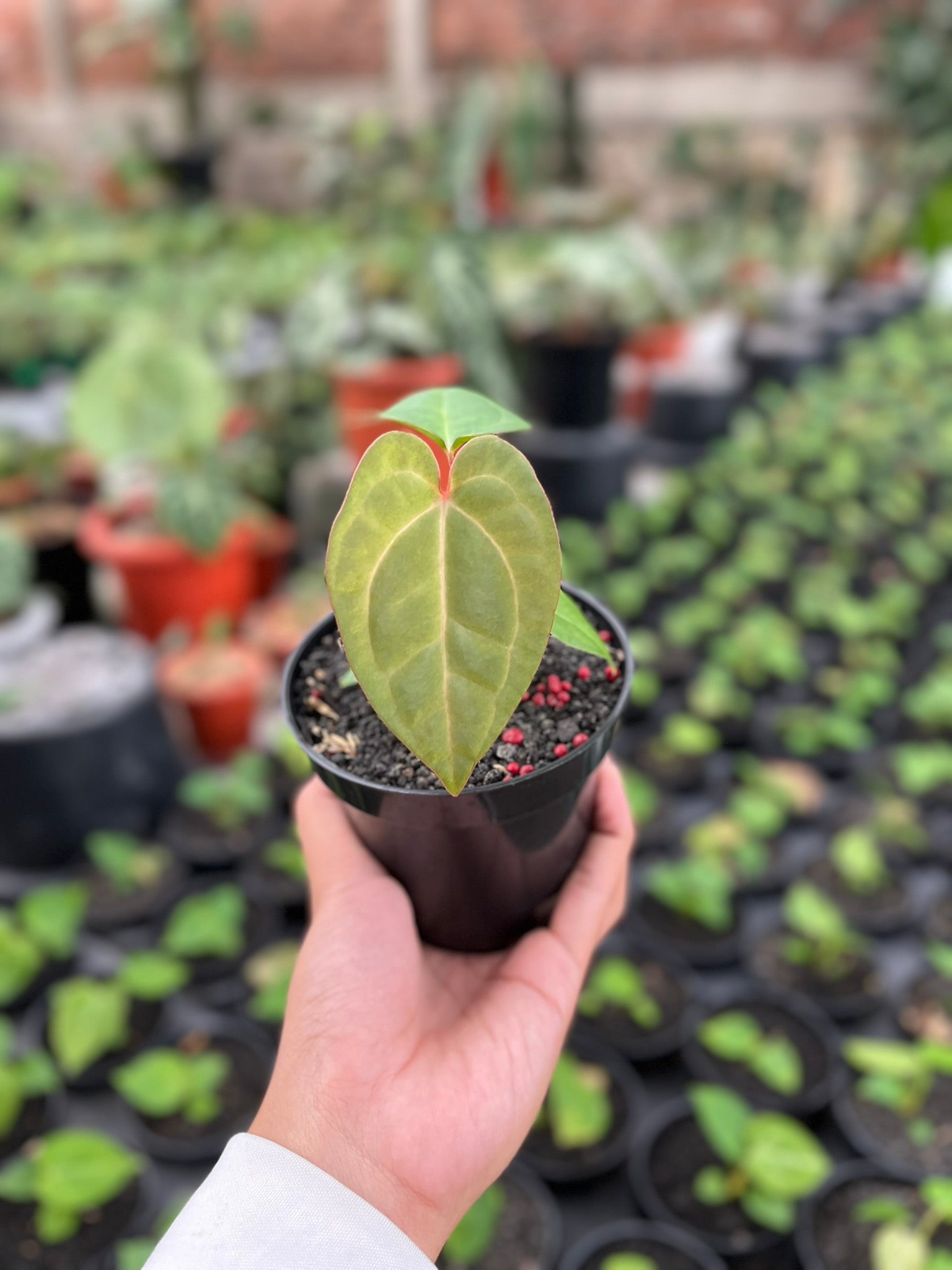 Anthurium Pink Lemonade – Art Garden Flowers USA