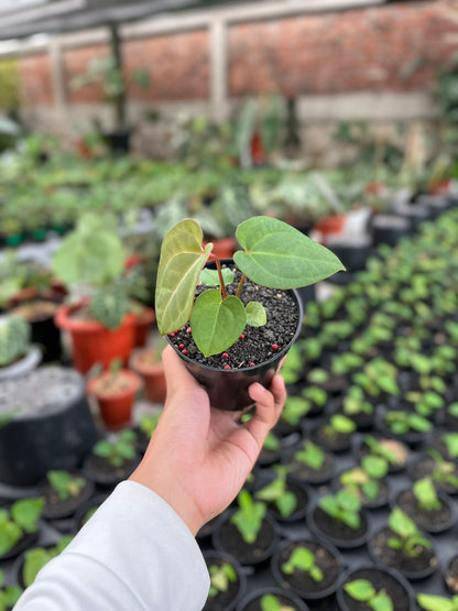 Anthurium Pink Lemonade