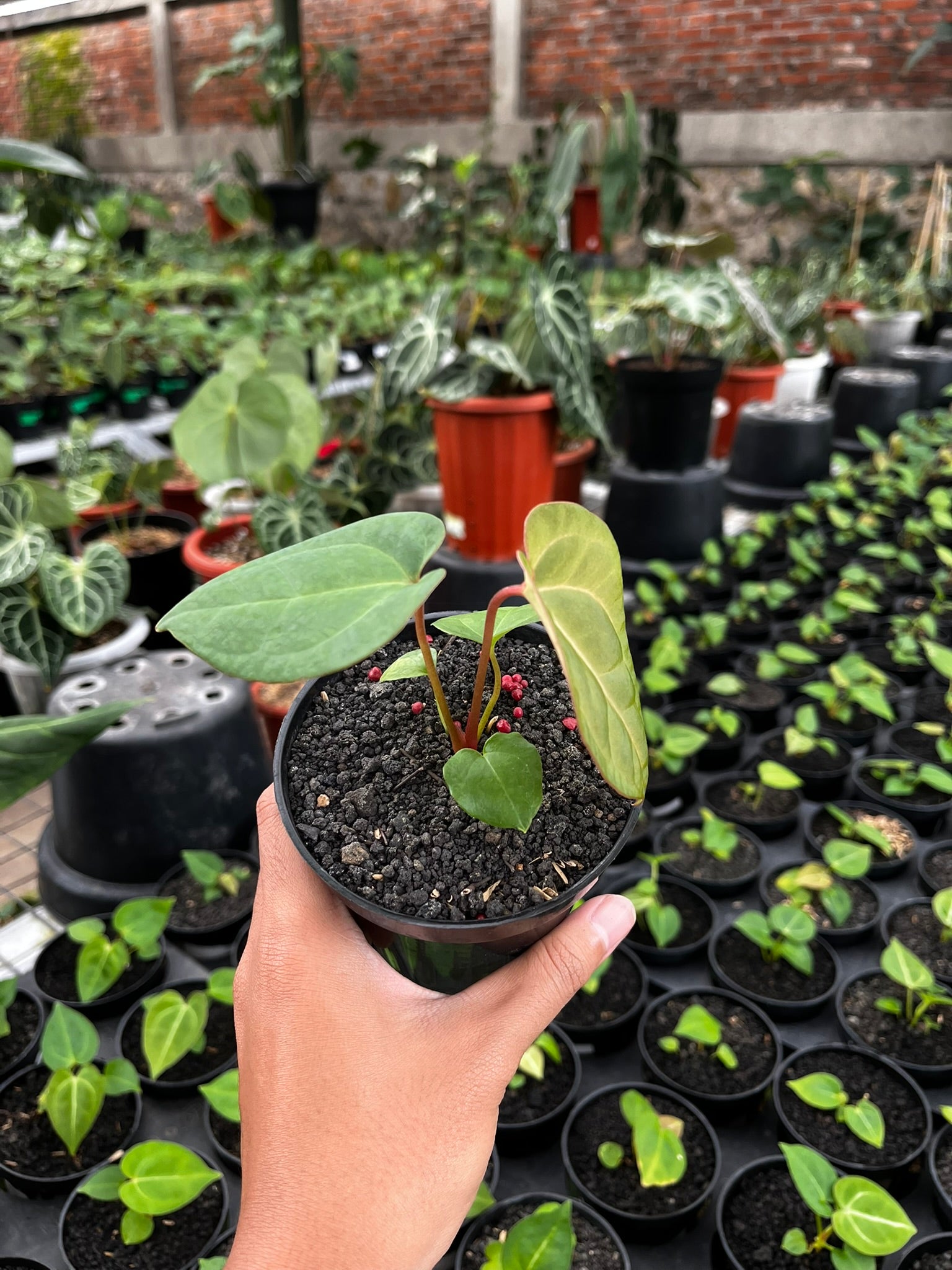 plantation anthurium Anthurium Pink Lemonade – Art Garden Flowers USA