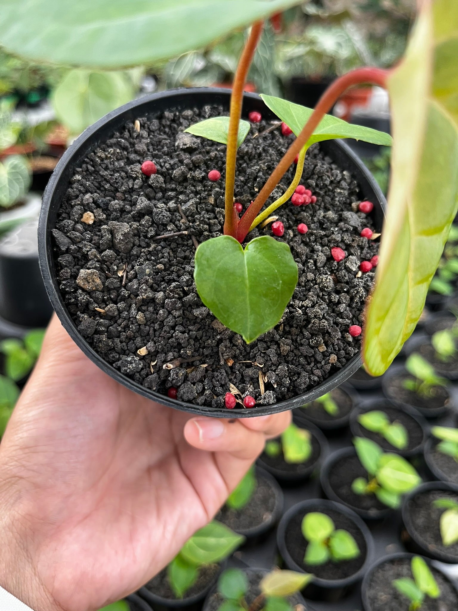 Anthurium Pink Lemonade | Rare Tropical Plant | ART GARDEN FLOWERS