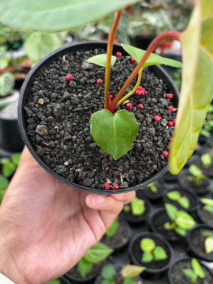 Anthurium Pink Lemonade