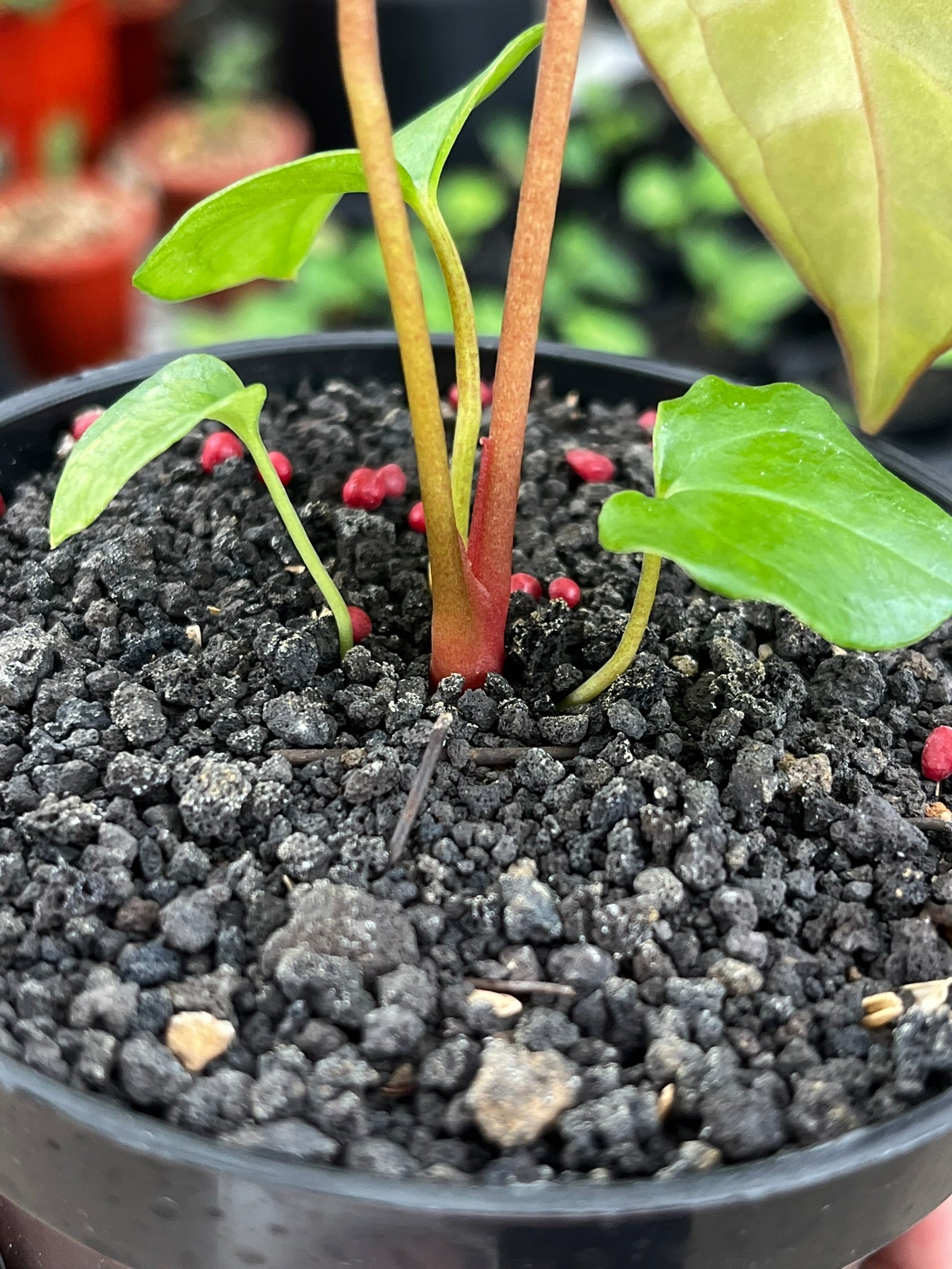 Anthurium Pink Lemonade | Rare Tropical Plant | ART GARDEN FLOWERS