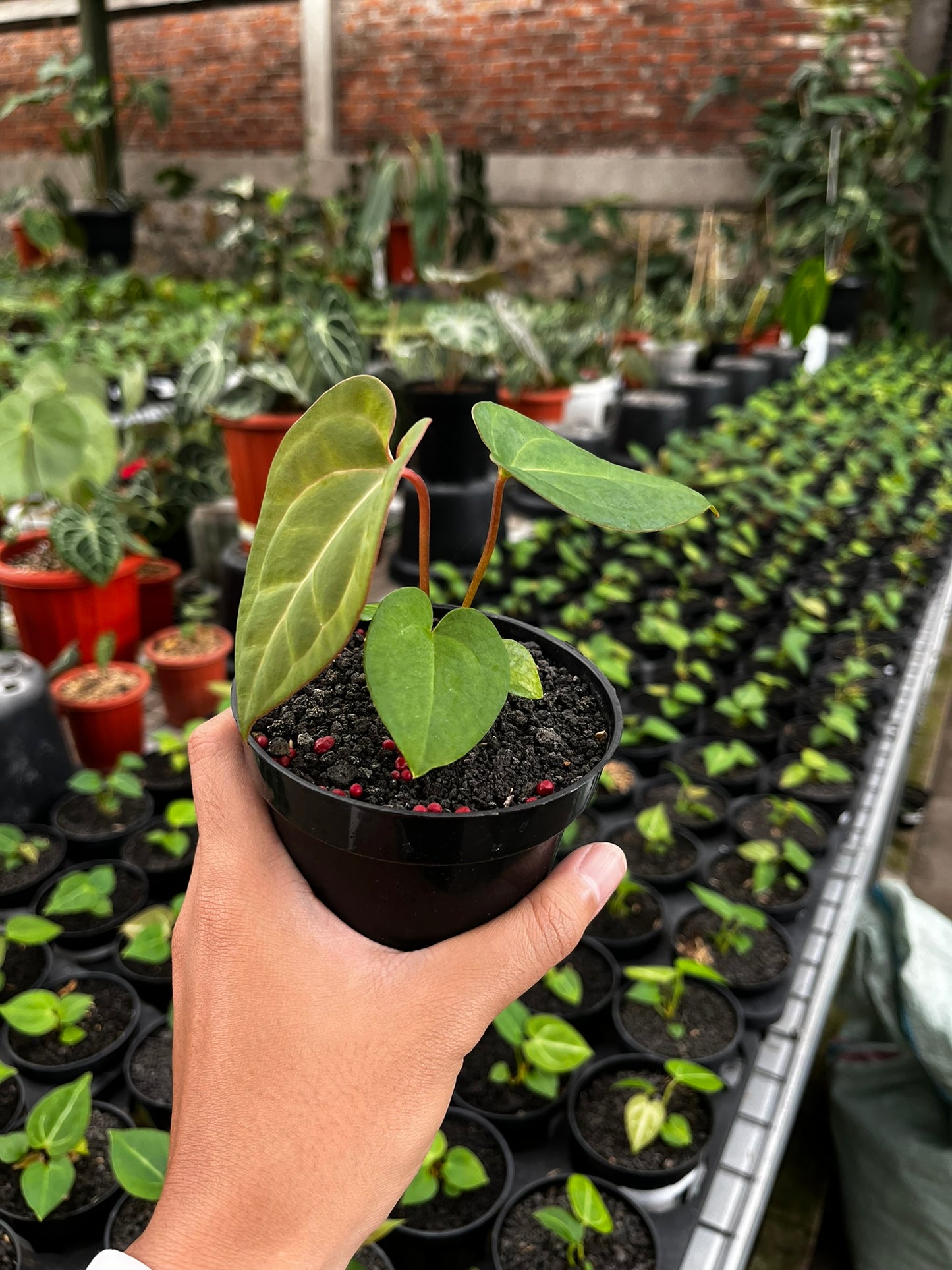 Anthurium Pink Lemonade