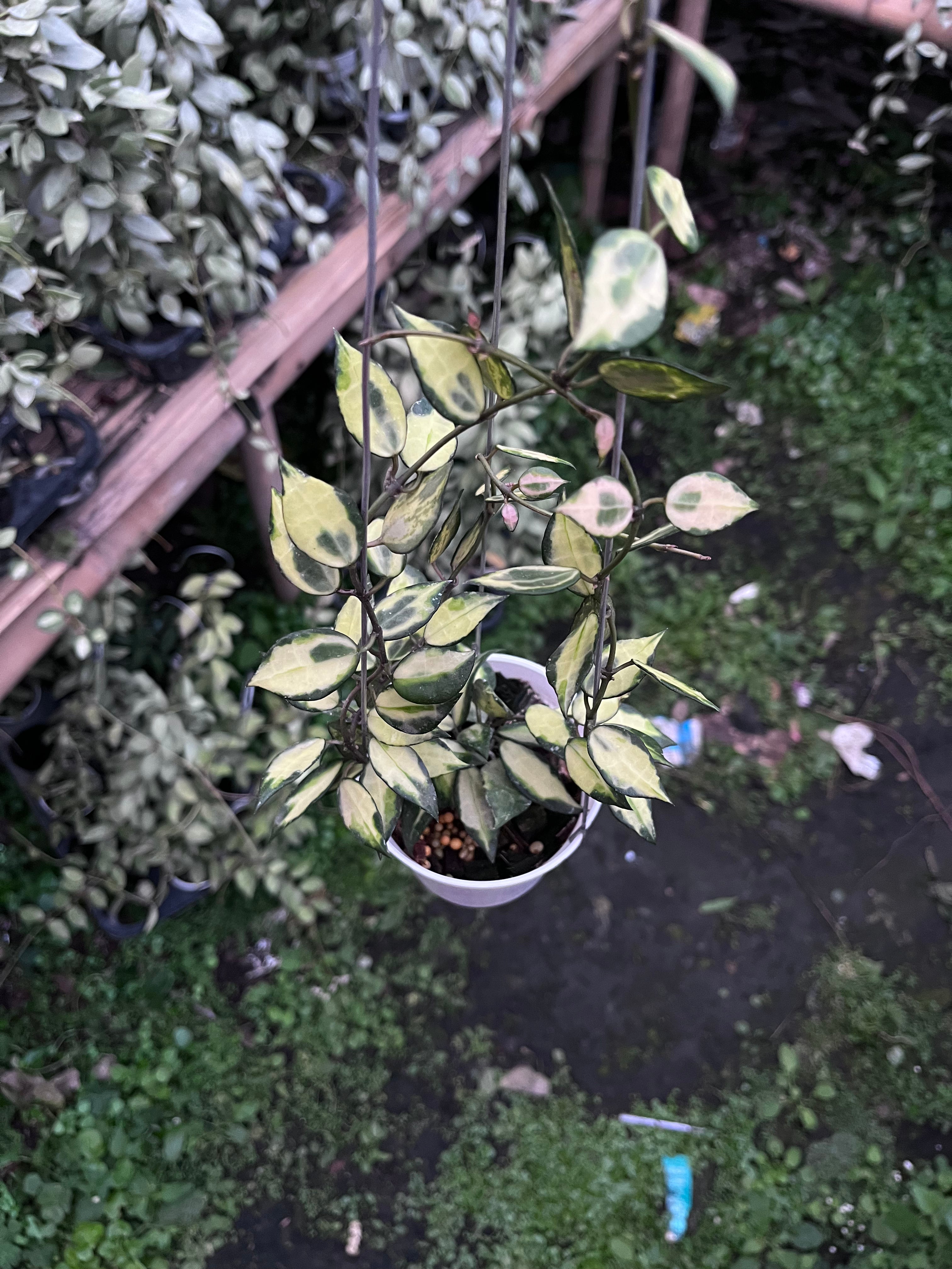 Hoya Lacunosa Ilumi