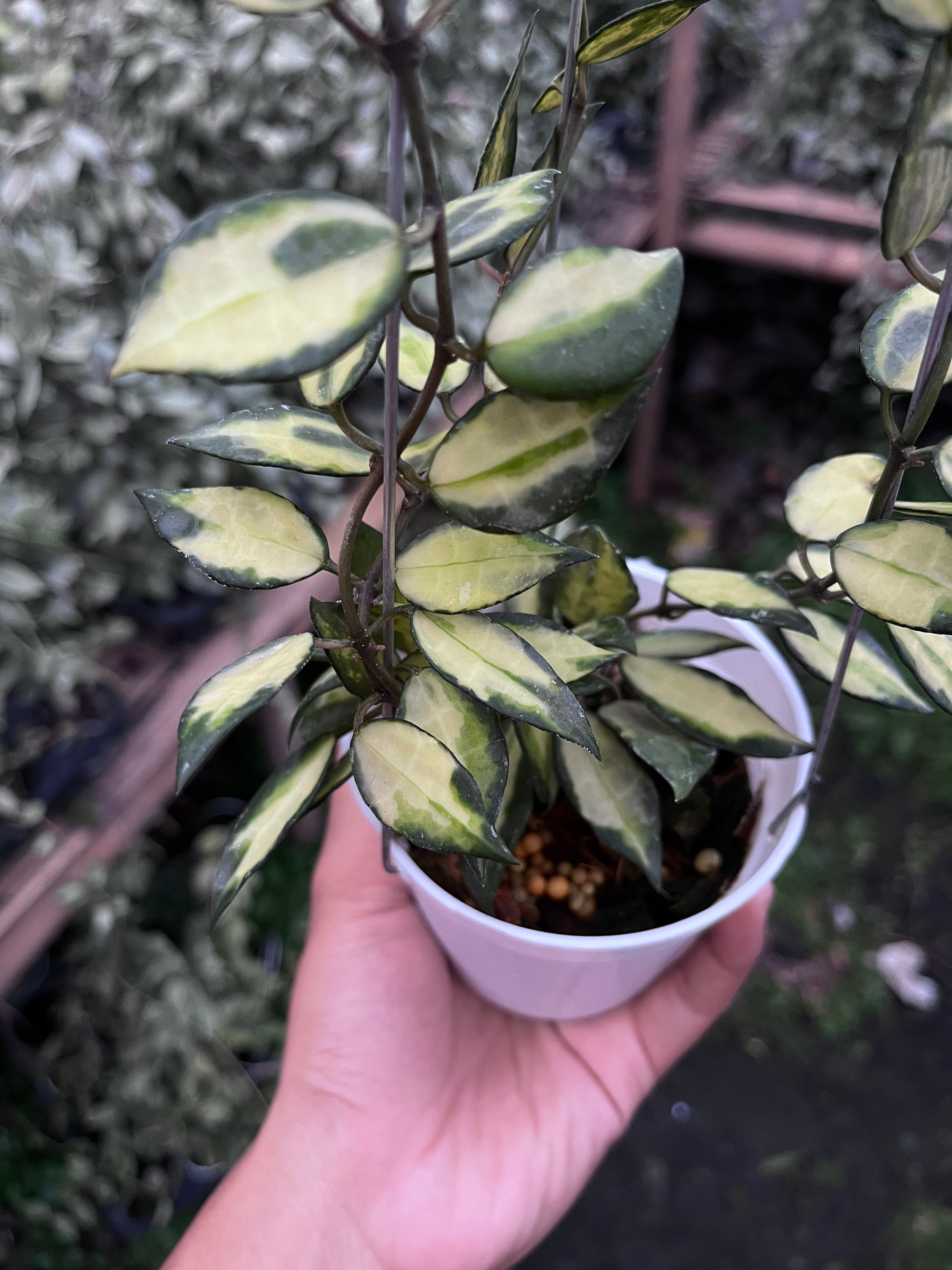Hoya Lacunosa Ilumi