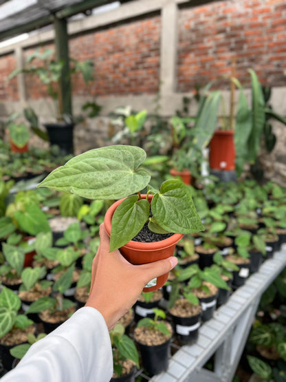 Anthurium Pappi Legend X Luxurians