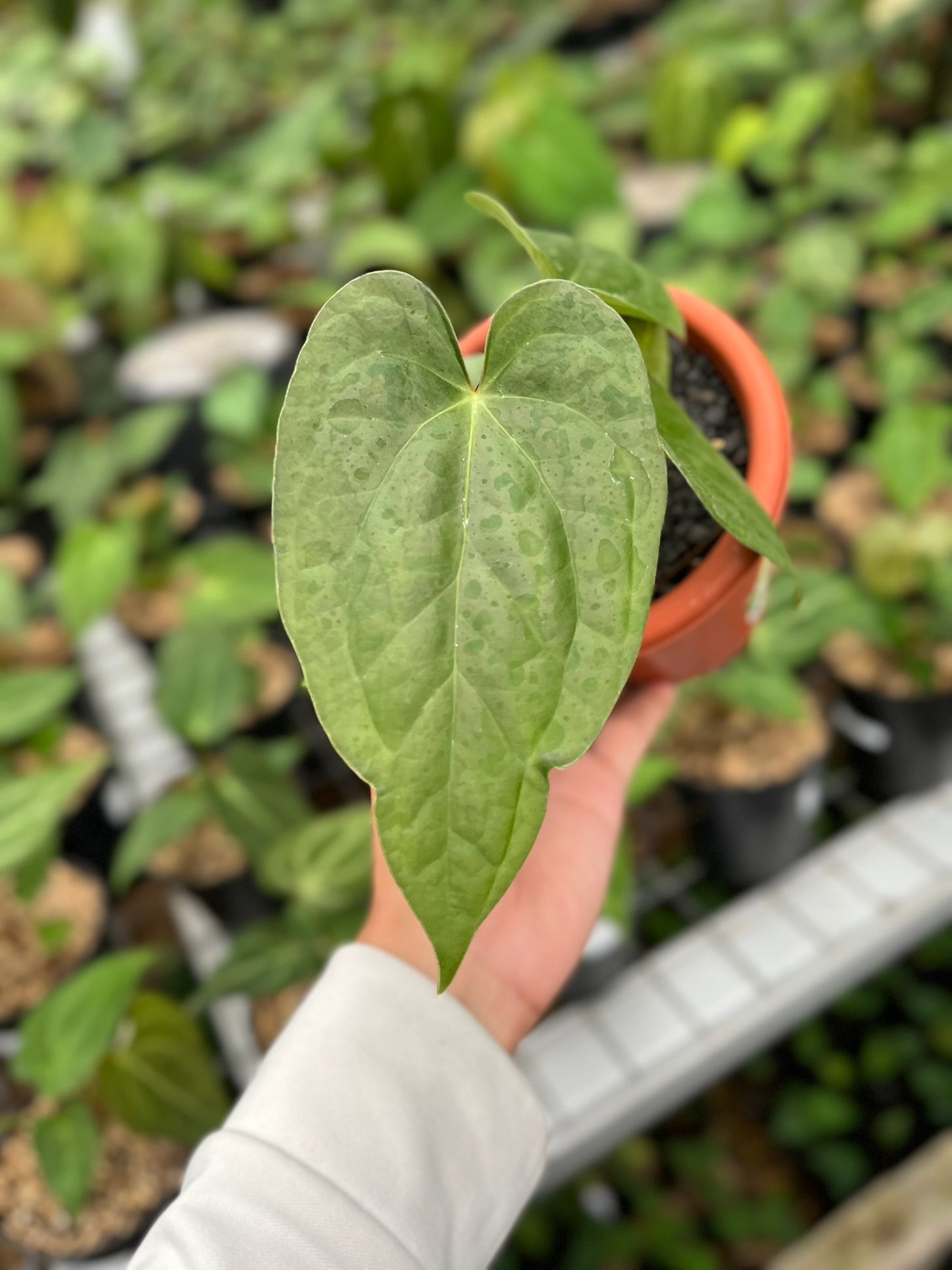 Anthurium Pappi Legend X Luxurians