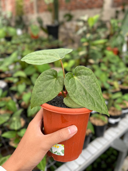 Anthurium Pappi Legend X Luxurians