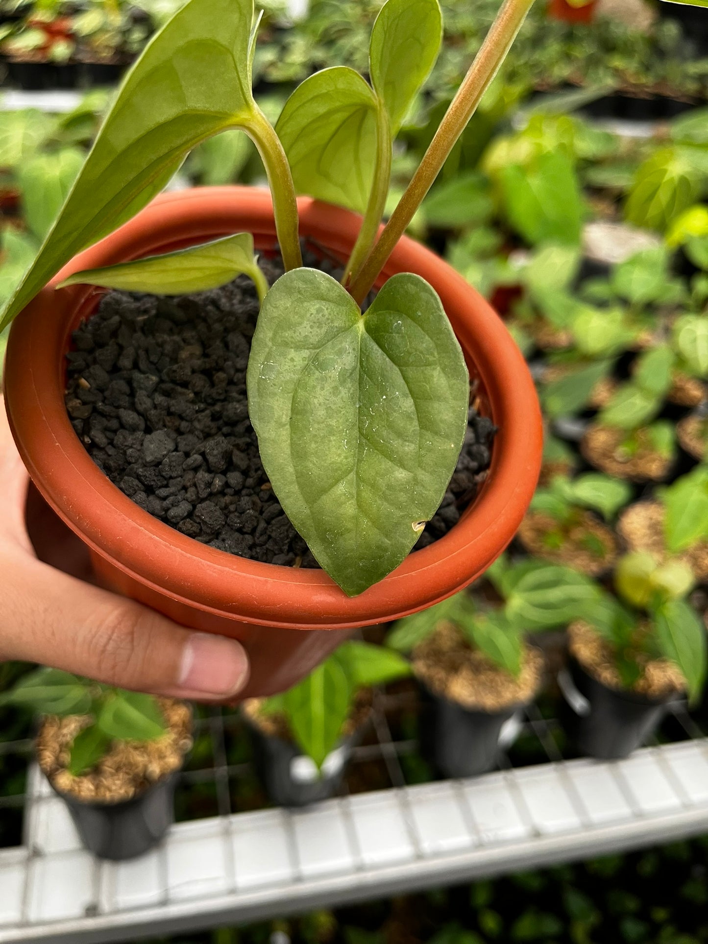 Anthurium Pappi Legend X Luxurians