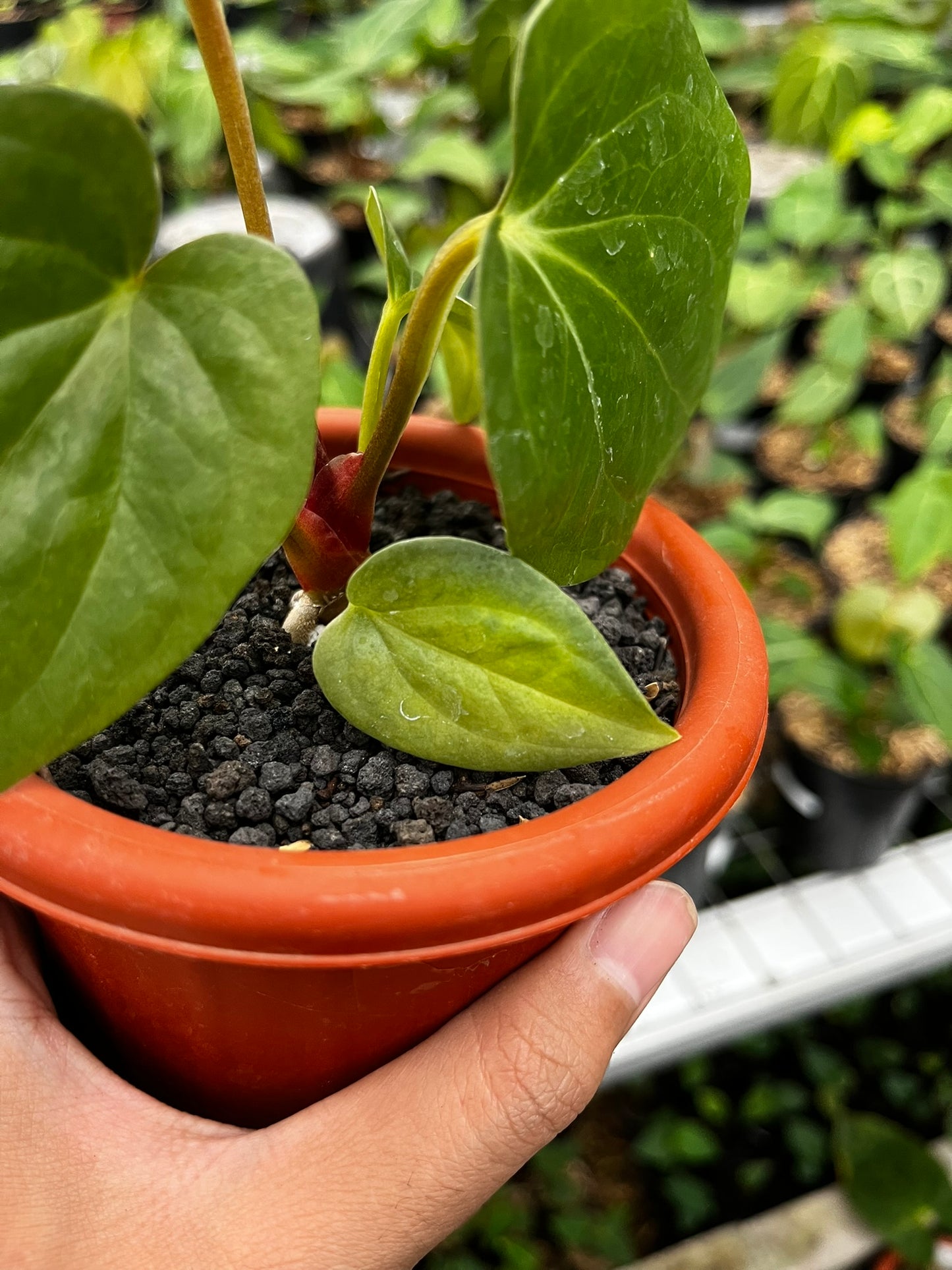 Anthurium Pappi Legend X Luxurians