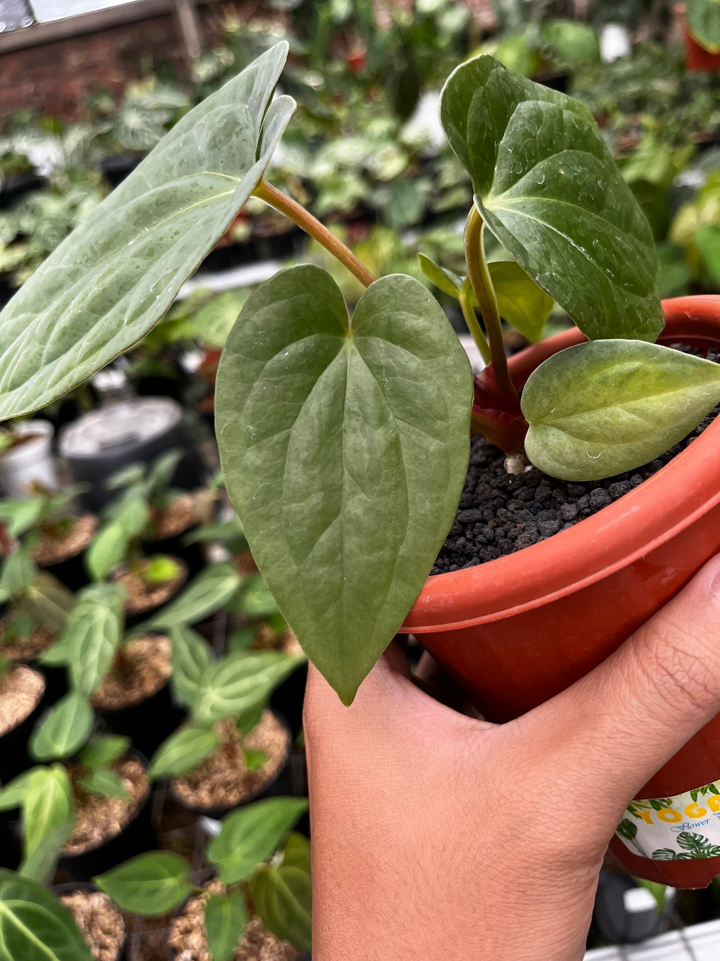 Anthurium Pappi Legend X Luxurians