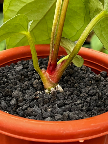 Anthurium Pappi Legend X Luxurians