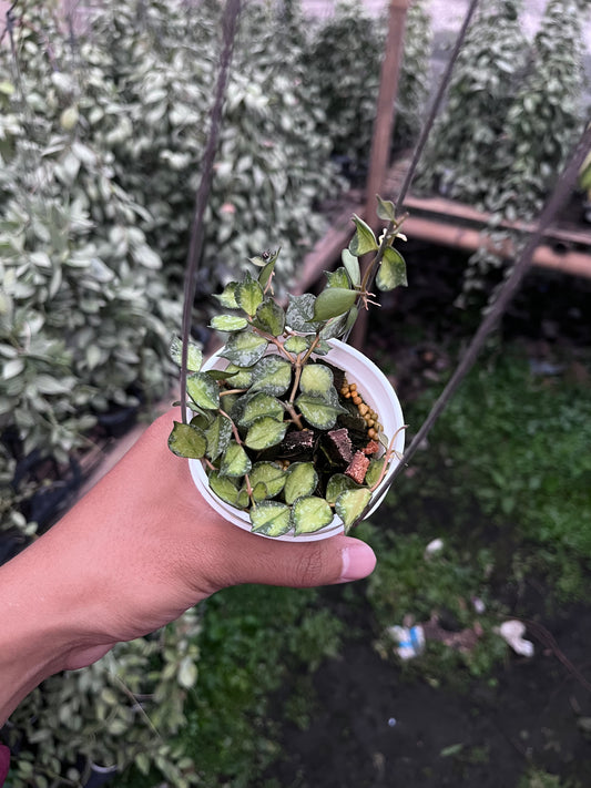 Hoya Curtisi Inner Var