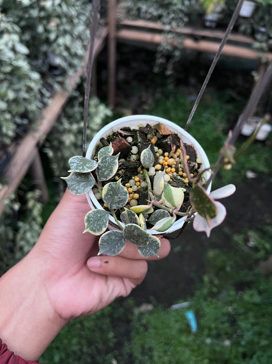 Hoya Curtisi Outer Var