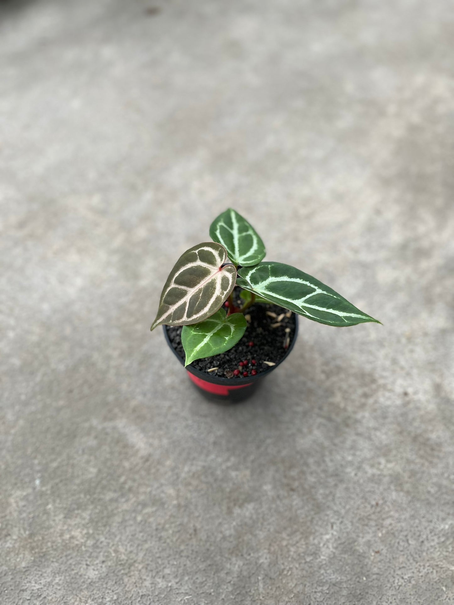 Anthurium Dorayaki X K.O.S