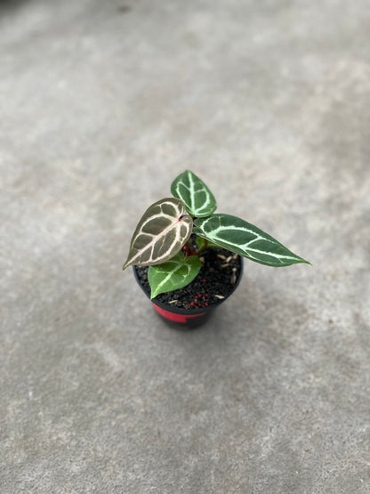 Anthurium Dorayaki X K.O.S