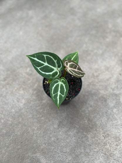 Anthurium Dorayaki X K.O.S