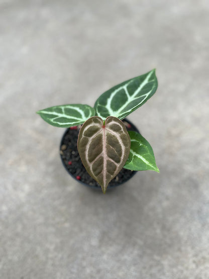Anthurium Dorayaki X K.O.S