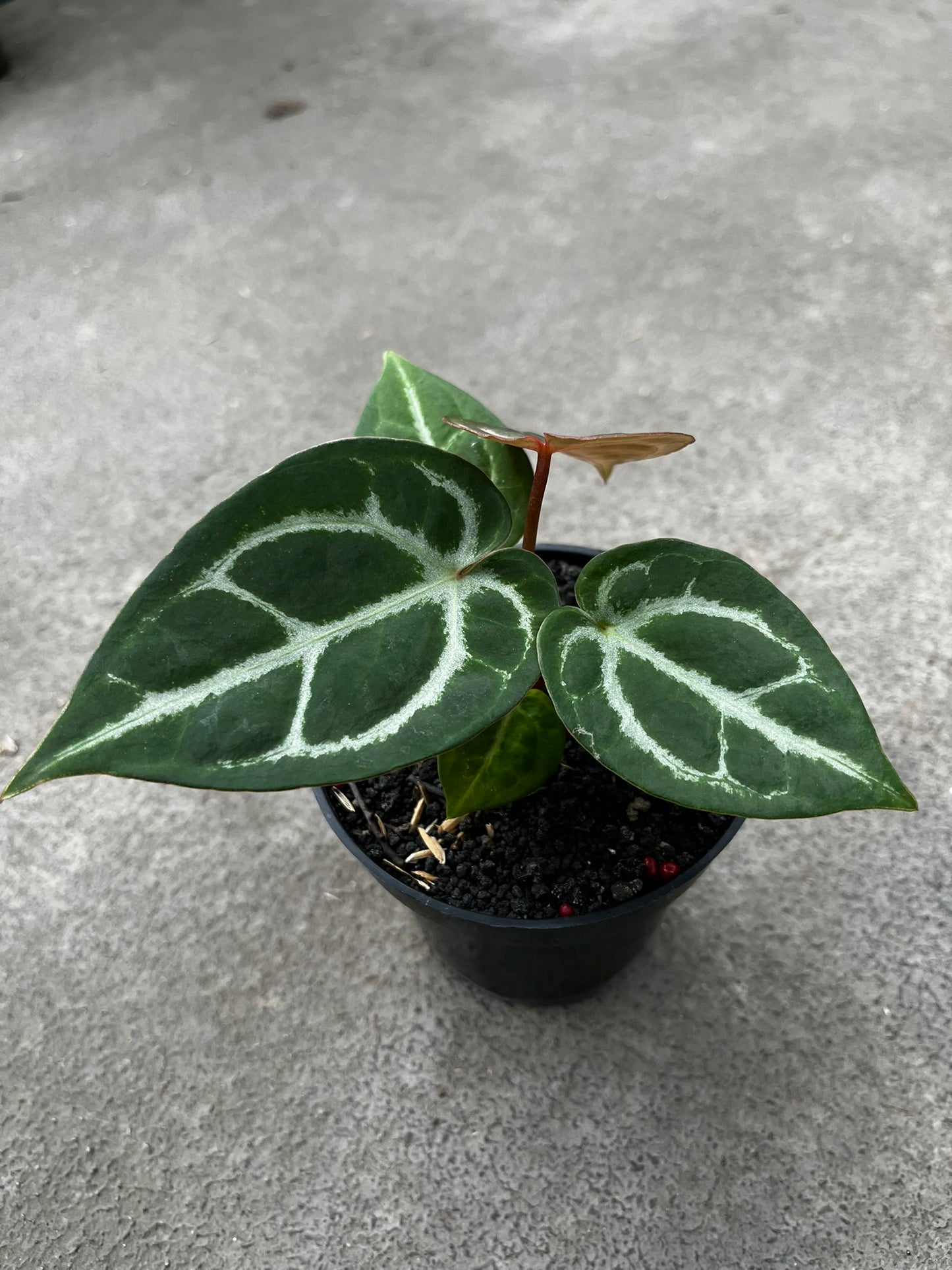 Anthurium Dorayaki X K.O.S
