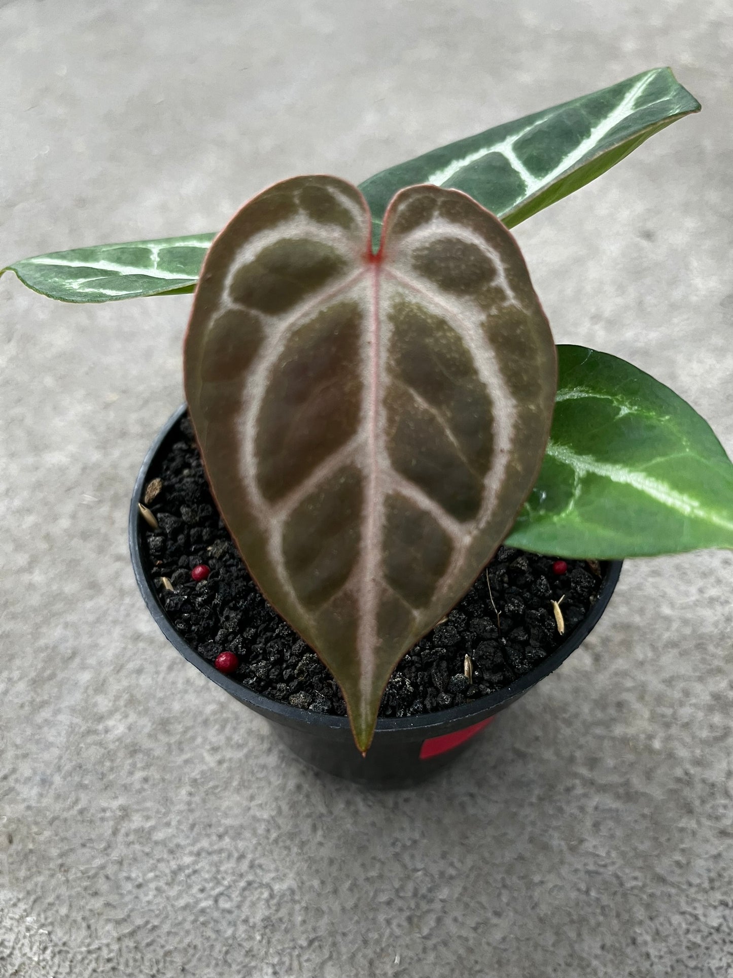 Anthurium Dorayaki X K.O.S